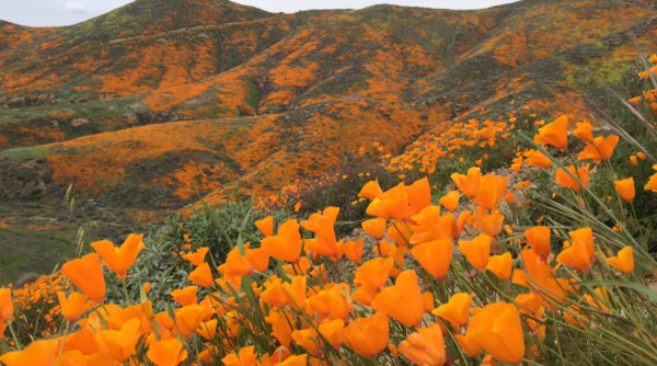 Hoa anh túc nhuộm vàng hẻm núi ở California