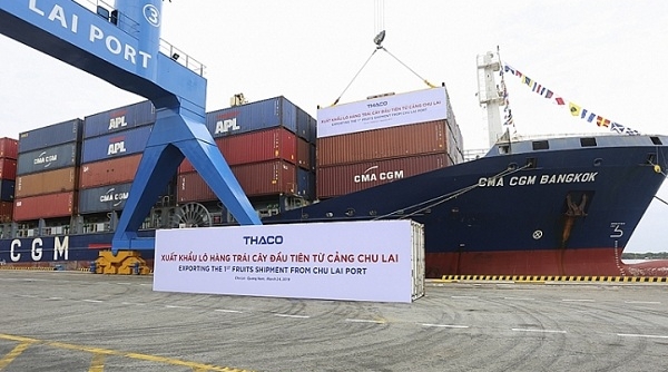 THACO xuất khẩu 30 container chuối từ cảng Chu Lai