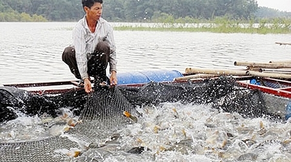 Tăng cường chỉ đạo phát triển chăn nuôi, nuôi trồng, bảo vệ nguồn lợi thủy sản