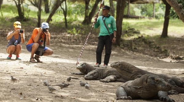 Idonesia: Đảo rồng Komodo đóng cửa du lịch từ tháng 1/2020