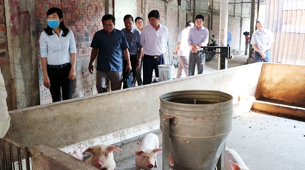 Việt Nam thiệt hại 3.600 tỷ đồng vì dịch tả lợn châu Phi