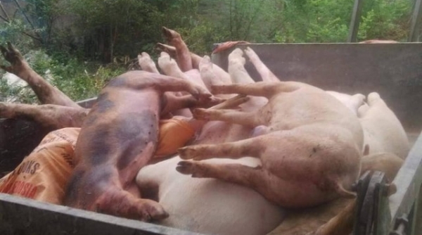 Quảng Bình: Ghi nhận ổ dịch tả lợn châu Phi đầu tiên