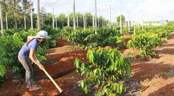 Dự án VnSAT giải ngân hơn 1.000 tỷ đồng cho tái canh cà phê