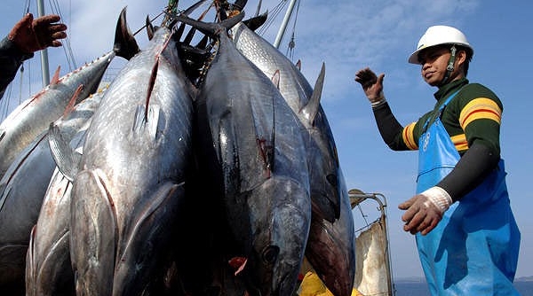Hiệp định EVFTA được ký kết: Cá ngừ Việt Nam có cơ hội cạnh tranh với Philippines, Ecuador