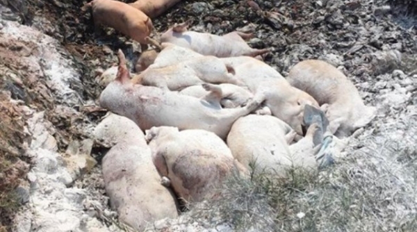 Nghệ An: Hơn 7.000 con lợn bị tiêu hủy, do nhiễm dịch tả châu Phi