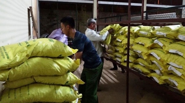 Khởi tố vụ án sản xuất giống cây trồng giả