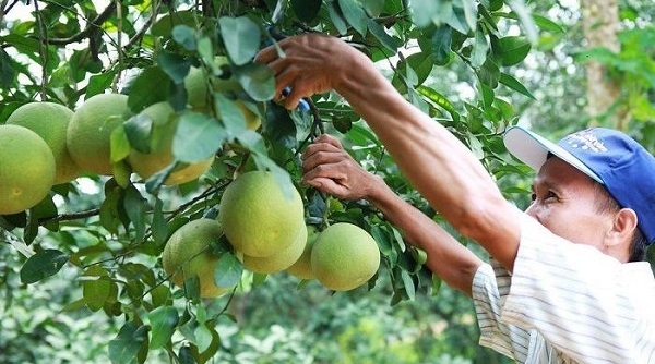 HAGL Agrico chuyển đổi, phát hành hơn 221 triệu cổ phiếu cho Thaco