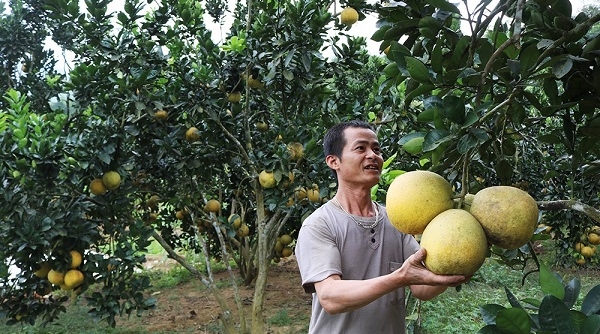 Thoát nghèo, vươn lên phát triển kinh tế từ vốn vay Ngân hàng chính sách
