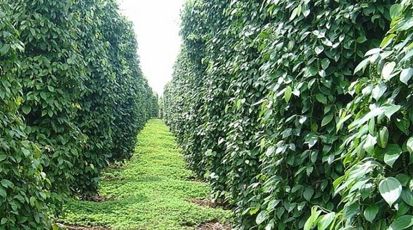 Thúc đẩy xuất khẩu hồ tiêu bền vững trong bối cảnh hội nhập