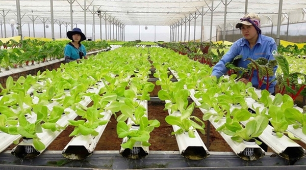 Khu vực kinh tế hợp tác xã tạo ra 2,5 triệu việc làm cho xã hội