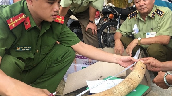 Thu giữ gần 20 kg ngà voi vận chuyển trái phép tại Bình Định