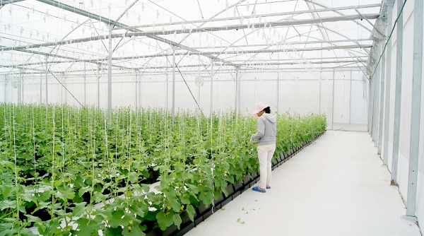 Thanh Hóa ban hành Nghị Quyết khuyến khích doanh nghiệp đầu tư vào nông nghiệp, nông thôn