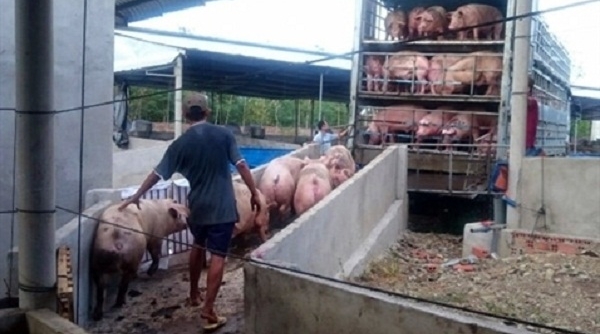 Kiểm soát chặt, chống buôn bán lợn, sản phẩm từ lợn nhập lậu