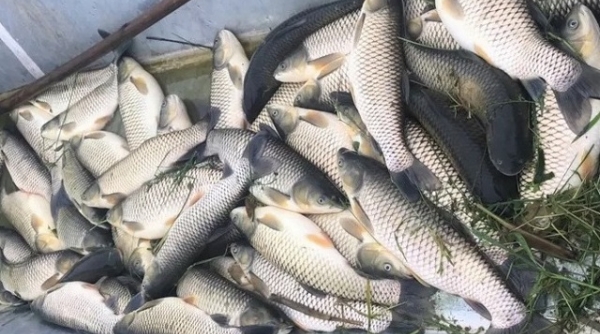 Thanh Hóa: Hàng loạt cá lồng nuôi trên Sông Chu bỗng nhiên chết bất thường