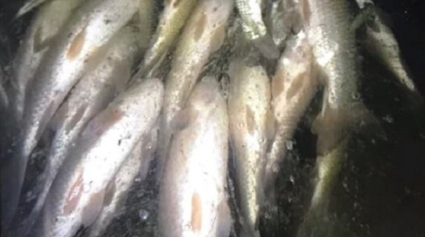Thanh Hóa: Vụ cá chết bất thường trên sông Mã đã phát hiện cơ sở xả thải trực tiếp ra sông