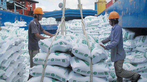 Kết luận của Phó Thủ tướng về việc xuất khẩu gạo