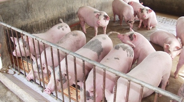 Bao giờ giá thịt lợn mới có thể giảm nhiệt?
