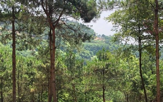 Vĩnh Phúc: Phát triển cây dược liệu quý, cây có giá trị kinh tế cao tại núi Đinh