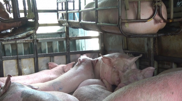Bắt giữ ô tô chở lợn nhập lậu từ Campuchia về Việt Nam