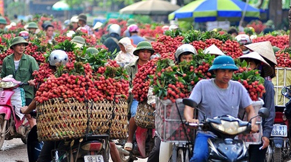 Vải thiều Lục Ngạn đã khẳng định được chất lượng, thương hiệu trên thị trường quốc tế