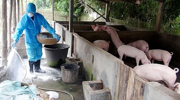 Hải Dương: Tập trung phòng chống bệnh dịch tả lợn châu Phi tái phát