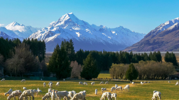 So sánh du lịch Việt Nam và New Zealand hậu COVID-19, báo quốc tế chỉ ra nguyên nhân hồi phục thần kỳ của quốc gia châu Á