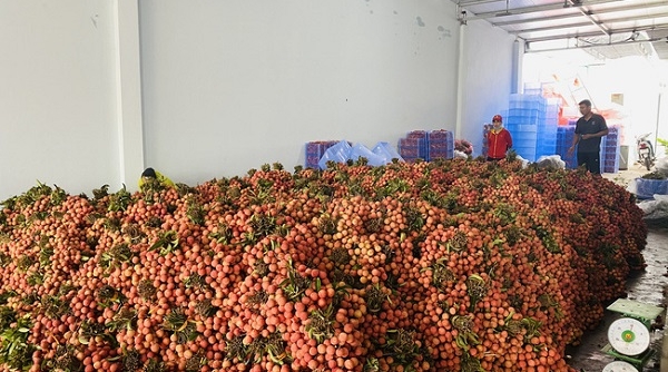 Toàn tỉnh Bắc Giang đã tiêu thụ được gần 130.000 tấn vải thiều