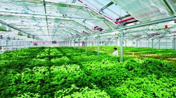 Thanh Hóa: Nâng cao chất lượng và phát triển bền vững cho các sản phẩm nông nghiệp chủ lực