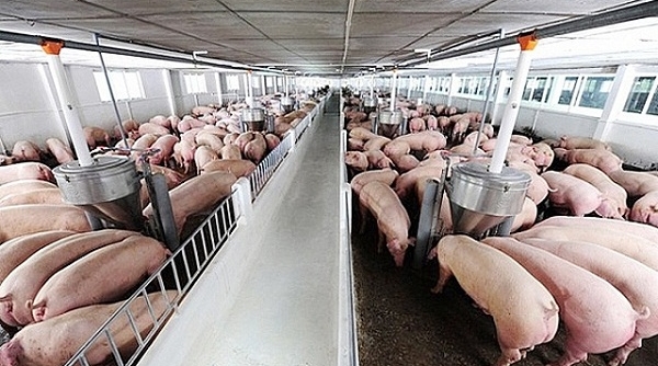 Giá lợn hơi ngày 2/7: Duy trì mức cao trên cả nước