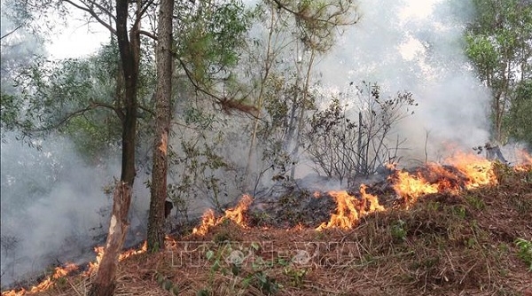 Nghệ An: Cháy rừng lớn xảy ra tại núi Con Voi
