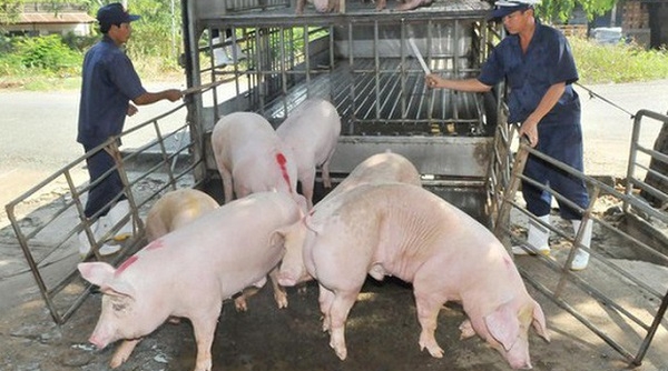 Hai Doanh nghiệp Việt Nam phối hợp với một số cơ quan của Mỹ nghiên cứu vắc xin Dịch tả lợn châu Phi