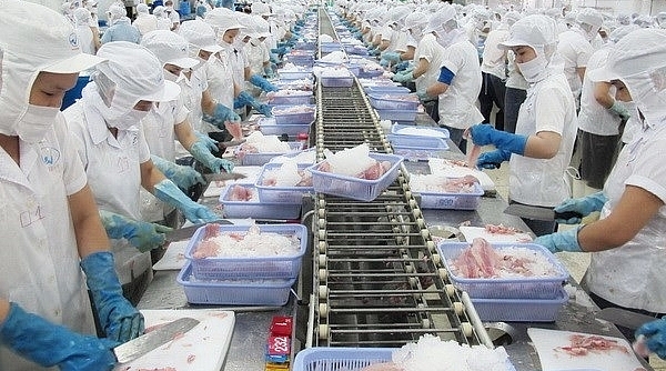 Xuất khẩu mực, bạch tuộc đạt gần 240 triệu USD