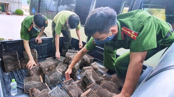 Hà Tĩnh: Phát hiện 45 cá thể dúi không rõ nguồn gốc trên xe khách
