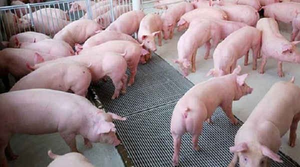 Giá heo hơi 3/8: Miền Bắc tiếp đà giảm, nhiều nơi rời mốc 90.000 đồng/kg