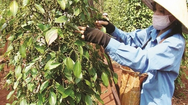 Cảnh báo: Ấn Độ có khả năng siết chặt tiêu chuẩn đối với hồ tiêu nhập khẩu
