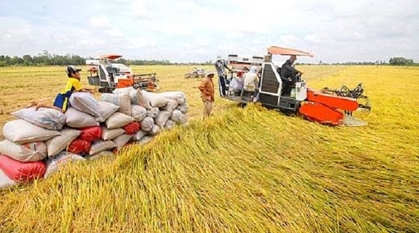 Giá gạo xuất khẩu của Việt Nam lại vượt Thái Lan