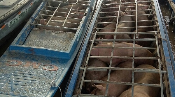 An Giang: Bắt 2 xuồng máy chở đầy lợn nhập lậu từ Caphuchia về Việt Nam