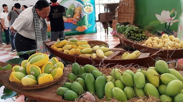 Trung Quốc tạm dừng nhập xoài Cao Lãnh