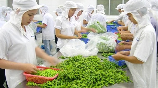 Kim ngạch xuất khẩu rau quả đạt gần 2,26 tỷ USD trong 8 tháng