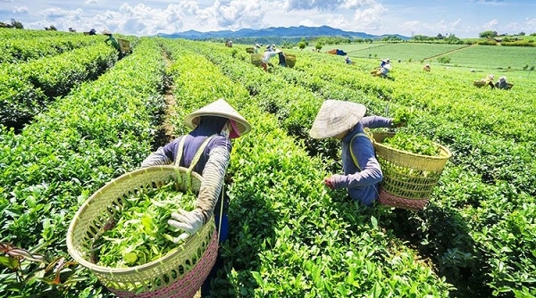 Phát triển thương hiệu chè Thái Nguyên