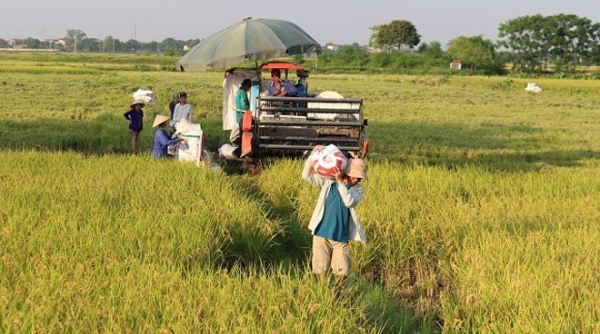 Hà Nội: Thời gian thu hoạch lúa được rút ngắn so với vụ trước