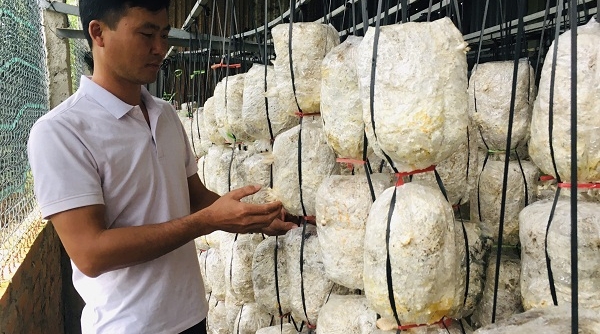 Vĩnh Phúc: Hợp tác xã Nấm Tam Đảo sản xuất nấm sạch