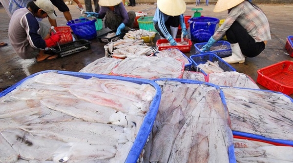 Xuất khẩu mực, bạch tuộc của Việt Nam tăng hơn 20% trong tháng 9