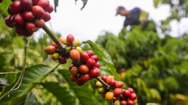 Giá cà phê ngày 3/11: Duy trì mức ổn định tại các vùng trồng trọng điểm