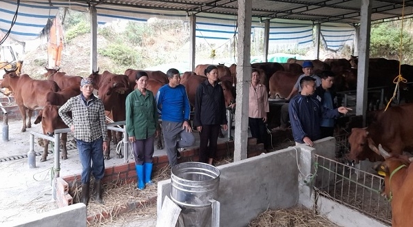 Vĩnh Phúc: Bàn giao bò giống sinh sản cho người dân xã Ngọc Mỹ