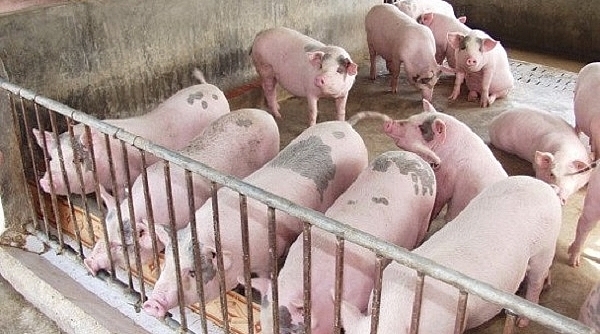Giá heo hơi ngày 4/12: Giảm nhẹ từ 1.000 - 2.000 đồng/kg tại nhiều địa phương
