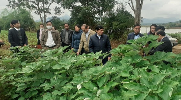 Thanh Hóa: Bàn giải pháp xây dựng vùng nguyên liệu cây gai xanh trên địa bàn tỉnh