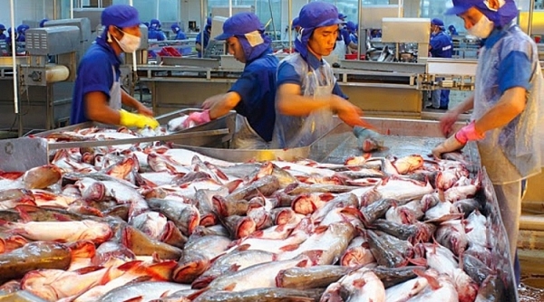 Xuất khẩu cá tra sang Trung Quốc giảm gần 30%