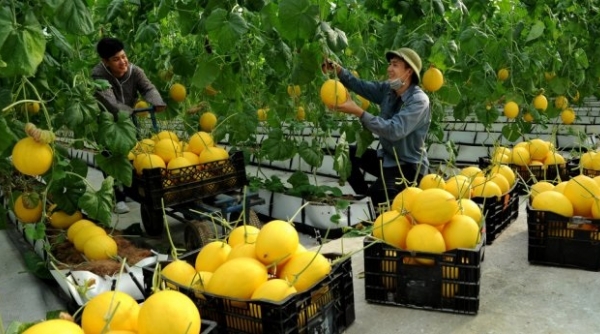 Thanh Hóa: Thu hút doanh nghiệp đầu tư phát triển nông nghiệp theo chuỗi