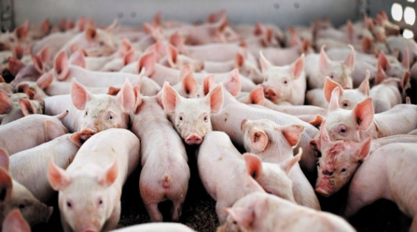 Giá heo hơi ngày 3/1: Dao động quanh mốc 75.000 đồng/kg ở nhiều địa phương